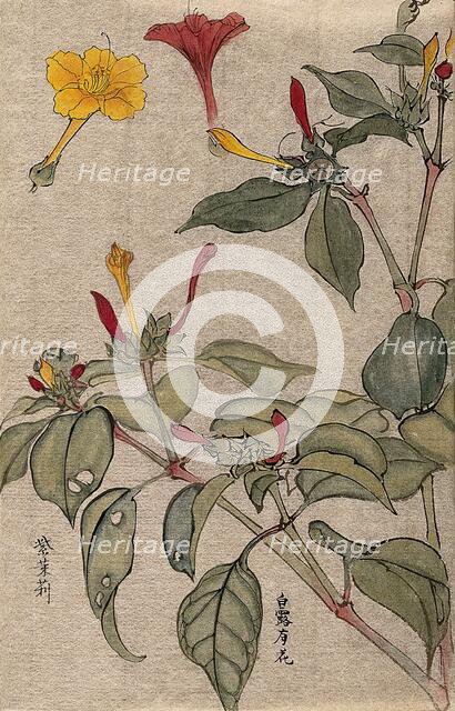 A flowering shrub, possibly Dipelta. Creator: Unknown.