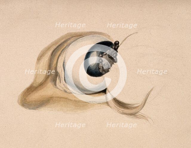 A diseased eye. Creator: Unknown.