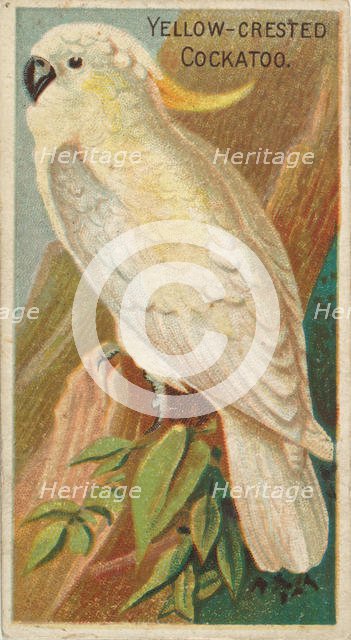 Yellow-Crested Cockatoo, from the Birds of the Tropics series (N5) for Allen & Ginter Ciga..., 1889. Creator: Allen & Ginter.