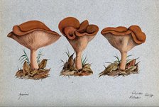 A fungus (Agaricus lobatus?): three fruiting bodies, 1888. Creator: R Baker.