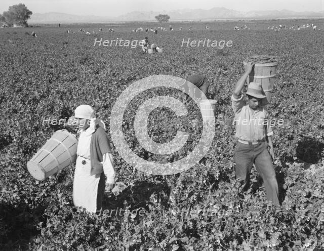 Pea pickers near Calipatria, California, 1939. Creator: Dorothea Lange.