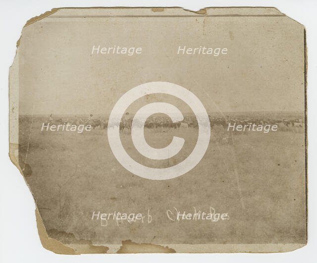 Photograph of men herding cattle in a field, early 20th century. Creator: Unknown.