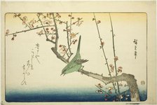 Bush warbler on plum branch, 1840s. Creator: Ando Hiroshige.