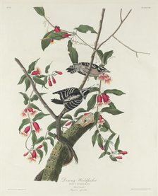 Downy Woodpecker, 1831. Creator: Robert Havell.