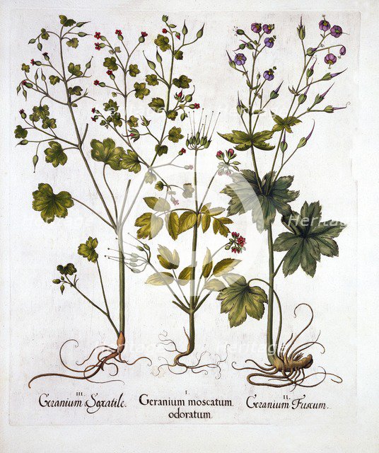 Hardy Geraniums, from 'Hortus Eystettensis', by Basil Besler (1561-1629), pub. 1613 (hand-coloured e