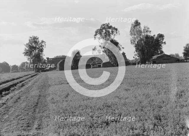 Barns of the old Mineral King Ranch seen across alfalfa field, Tulare County, California, 1938. Creator: Dorothea Lange.