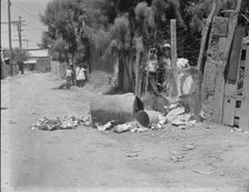 Garbage disposal, Brawley, Imperial Valley, California, 1935. Creator: Dorothea Lange.