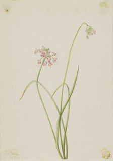 Nodding Onion (Allium cernuum), 1901. Creator: Mary Vaux Walcott.