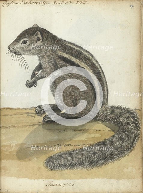 Ceylon squirrel, (Atlantoxerus getulus), 1785. Creator: Jan Brandes.