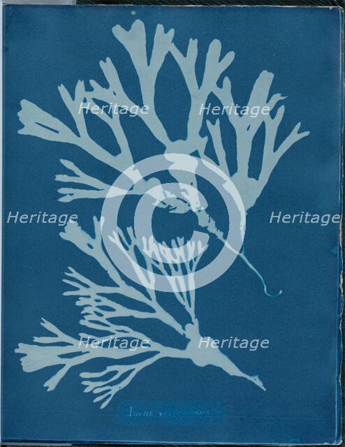 Fucus vesiculosus, 1843 or 1844. Creator: Anna Atkins.