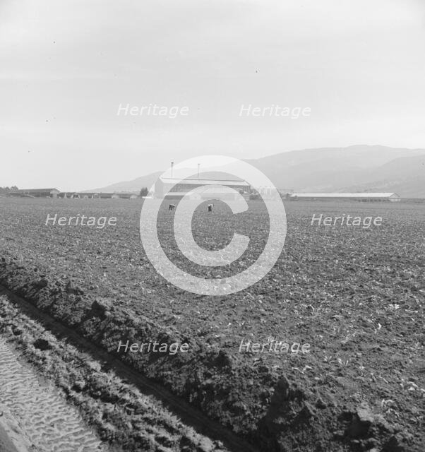 Spreckels sugar factory and sugar beet field, Monterey County, California, 1939. Creator: Dorothea Lange.