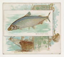 Whitefish, from Fish from American Waters series (N39) for Allen & Ginter Cigarettes, 1889. Creator: Allen & Ginter.