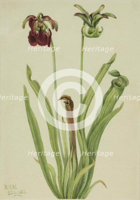 Sweet Pitcherplant (Sarracenia rubra), 1920. Creator: Mary Vaux Walcott.