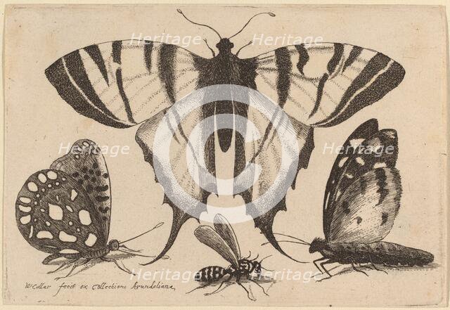 Three Butterflies and a Wasp, 1646. Creator: Wenceslaus Hollar.