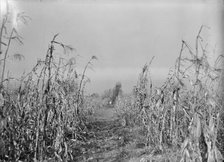 Boy Scouts, Boy Scout Farm, 1917. Creator: Harris & Ewing.