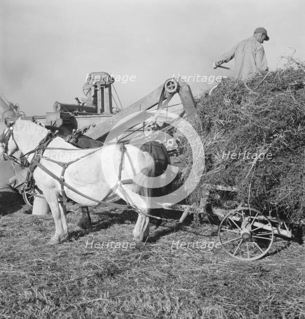 Threshing red clover for seed on older settler's ranch, near Ontario, Oregon, 1939. Creator: Dorothea Lange.