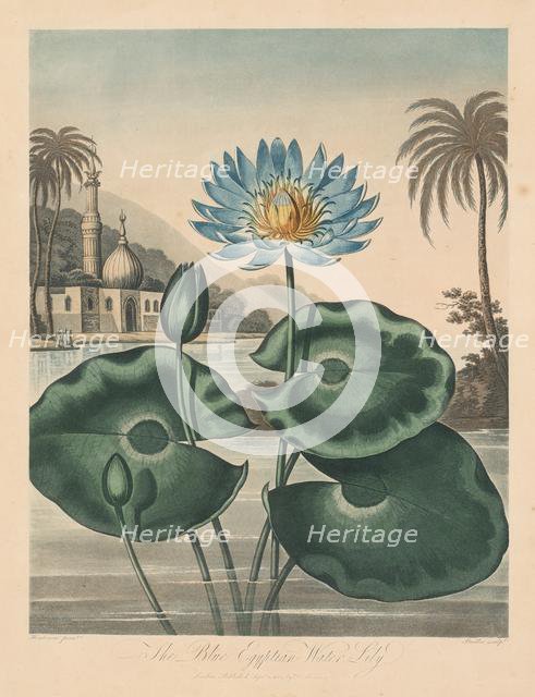 The Temple of Flora, or Garden of Nature: Blue Egyptian Waterlily, 1804. Creator: Robert John Thornton (British, 1768-1837).