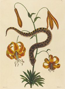 The Hog-nose Snake (Boa contortrix), published 1731-1743. Creator: Mark Catesby.