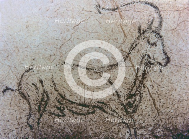 Naturalistic representation of an Spanish goat in movement (La Pileta cave, Málaga), using the di…