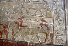 Polychrome relief depicting the capture of a hyena, Mastaba of Mereruka, Saqqara, Egypt, 2003. Creator: Unknown.