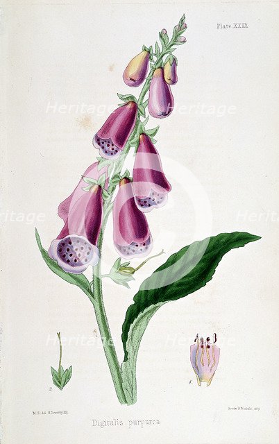 Foxglove (Digitalis purpurea), 19th century. Creator: Unknown.
