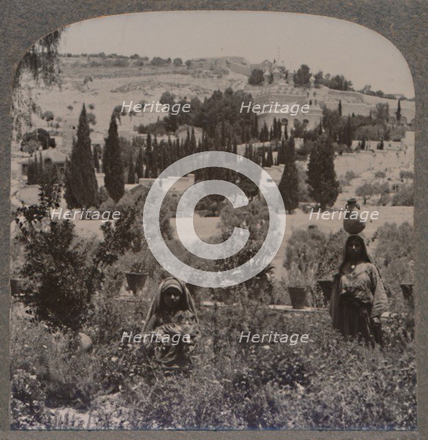 'Garden of Gethsemane and Mount of Olives from Greek Gardens', c1900. Artist: Unknown.
