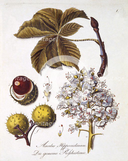 Aesculus Hippocastanum, 1803-1805.
