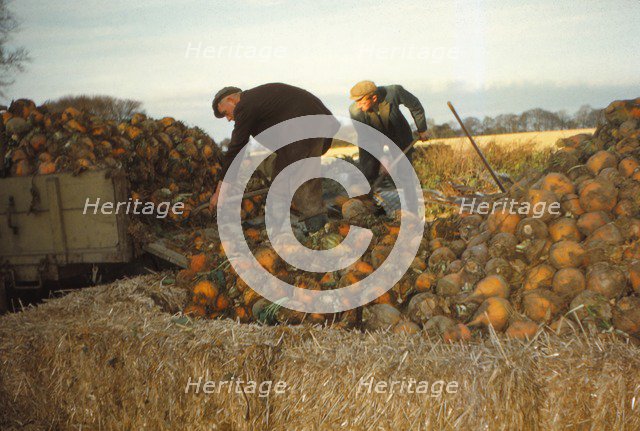 Clamp Swedes in late Autumn, Yorkshire, c1960. Artist: CM Dixon.