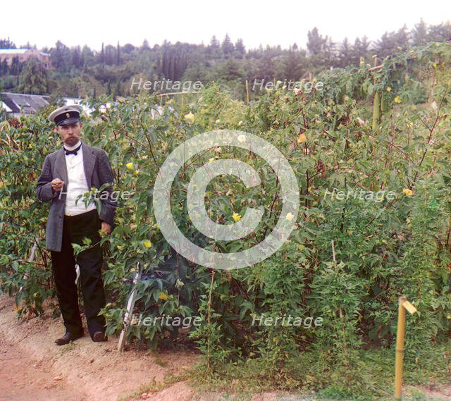 Man standing next to cotton plants, between 1905 and 1915. Creator: Sergey Mikhaylovich Prokudin-Gorsky.