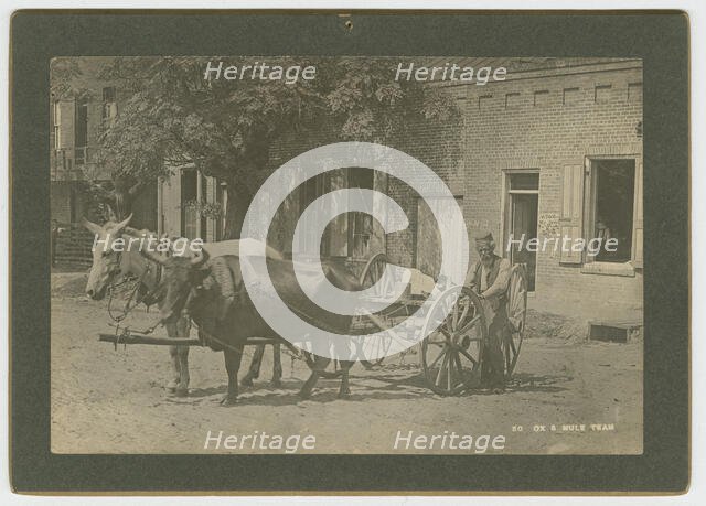 No. 50, Ox & Mule Team, ca. 1895. Creator: A. W. Möller.