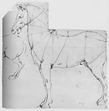 'Study of a Horse Marked Out for Measurement', c1480 (1945). Artist: Leonardo da Vinci.