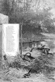 Wagtails, a loquacious band, hold high jinks mid grass and sand, 1880. Creator: F Meaulle.