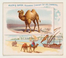 Camel, from Quadrupeds series (N41) for Allen & Ginter Cigarettes, 1890. Creator: Allen & Ginter.