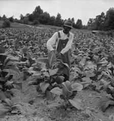 Negro tenant topping tobacco, Person County, North Carolina, 1939. Creator: Dorothea Lange.