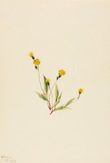 Heieracium gracile, 1903. Creator: Mary Vaux Walcott.