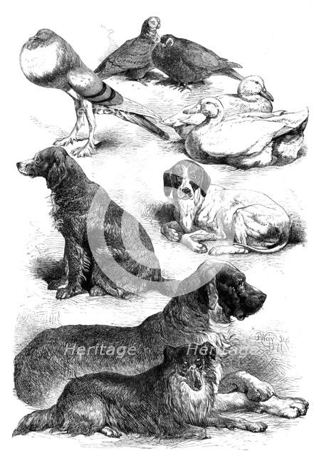 Prize poultry and dogs at the Birmingham Show, 1871. Creator: Unknown.