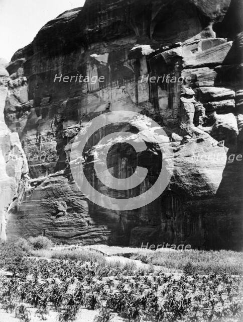 Cornfields of Cañon del Muerto, 1906, c1907. Creator: Edward Sheriff Curtis.