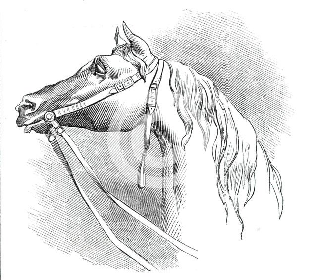 The City Wellington Statue, head of the horse, 1844. Creator: Unknown.