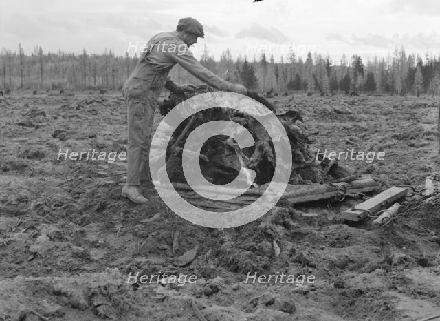 Possibly: Ex-lumber mill worker clears eight-acre field after..., Boundary County, Idaho, 1939. Creator: Dorothea Lange.