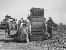 Japanese agricultural workers packing broccoli near Guadalupe, California, 1937. Creator: Dorothea Lange.