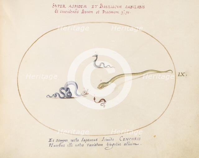 Animalia Qvadrvpedia et Reptilia (Terra): Plate LX, c. 1575/1580. Creator: Joris Hoefnagel.