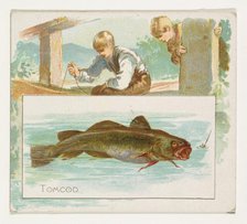 Tomcod, from Fish from American Waters series (N39) for Allen & Ginter Cigarettes, 1889. Creator: Allen & Ginter.