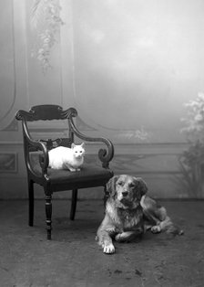 Dog and cat photographed in Carl Christersson's studio, Landskrona, Sweden, 1910. Artist: Unknown