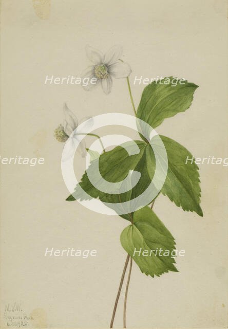 Forest Anemone (Anemone deltoidea), 1925. Creator: Mary Vaux Walcott.