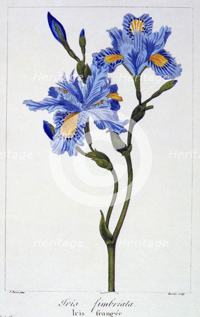Fringed Iris, pub. 1836. Creator: Panacre Bessa (1772-1846).