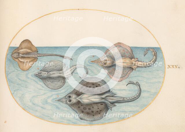 Animalia Aqvatilia et Cochiliata (Aqva): Plate XXX, c. 1575/1580. Creator: Joris Hoefnagel.