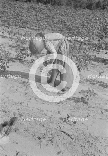 Lucille Burroughs picking cotton, Hale County, Alabama, 1936. Creator: Walker Evans.