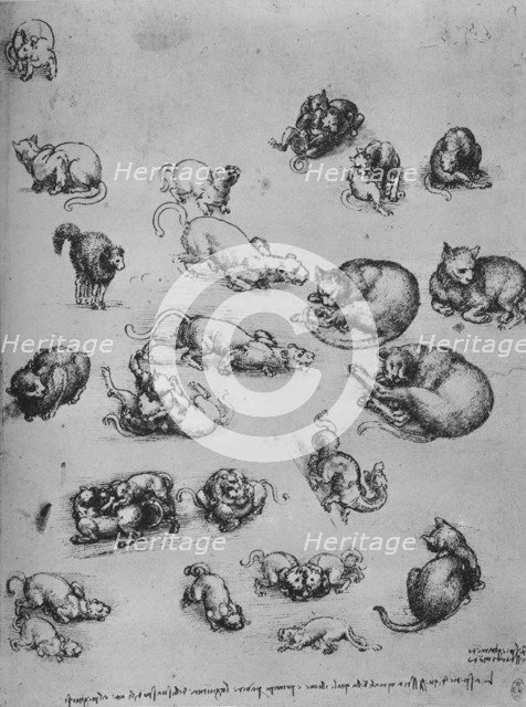 'Studies of Cats and of a Dragon', c1480 (1945). Artist: Leonardo da Vinci.