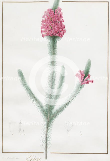Erica Fulgida, 1813. Creator: Pierre-Joseph Redoute.