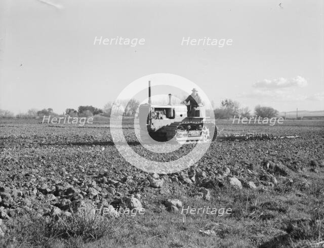 Cultivating potato field, California, 1939. Creator: Dorothea Lange.